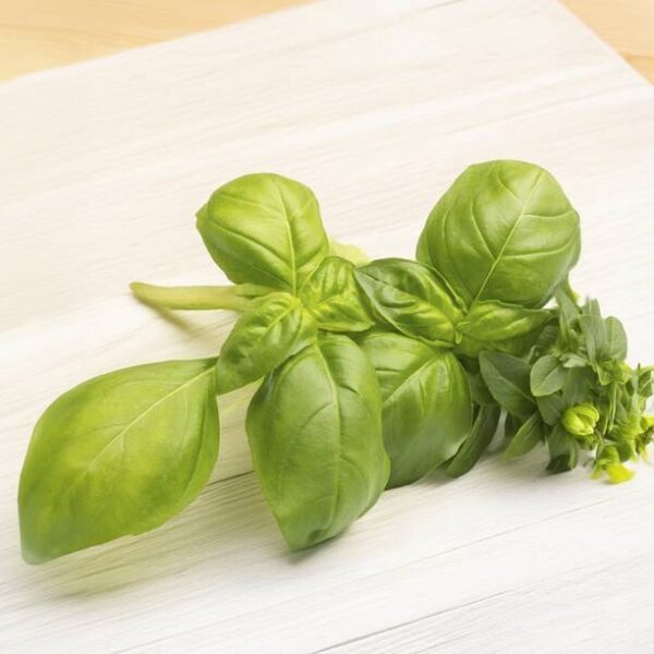 Basil Leaves