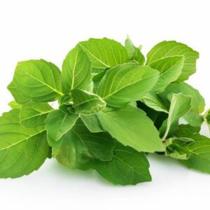 Holy Tulsi Leaves