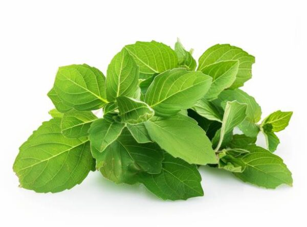 Holy Tulsi Leaves