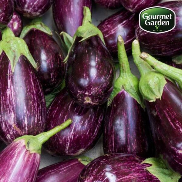 Organic Brinjal