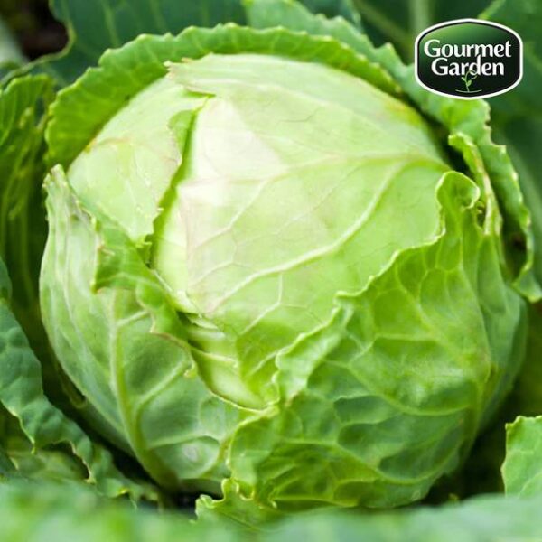 Organic Cabbage