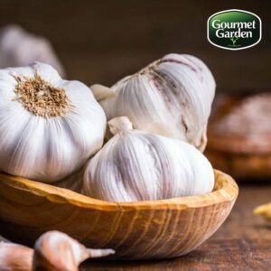 Organic Garlic