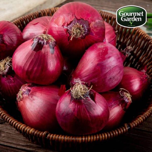 Organic Onion