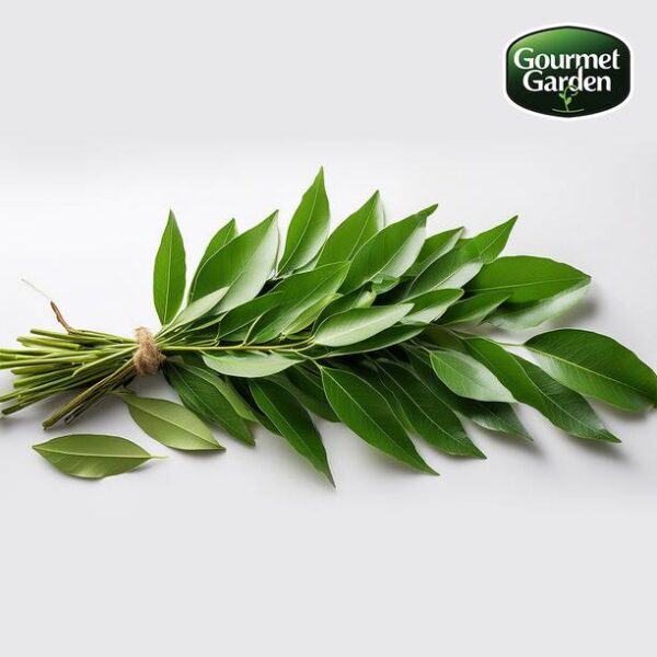 Organic Curry Leaves Leafy
