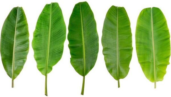 Banana Leaf Leafy