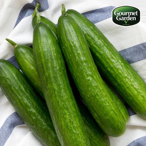 Gourmet Garden Organic English Cucumber