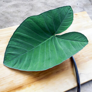 Allu Leaves with Stem