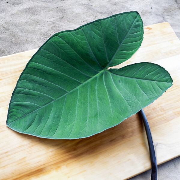 Allu Leaves with Stem